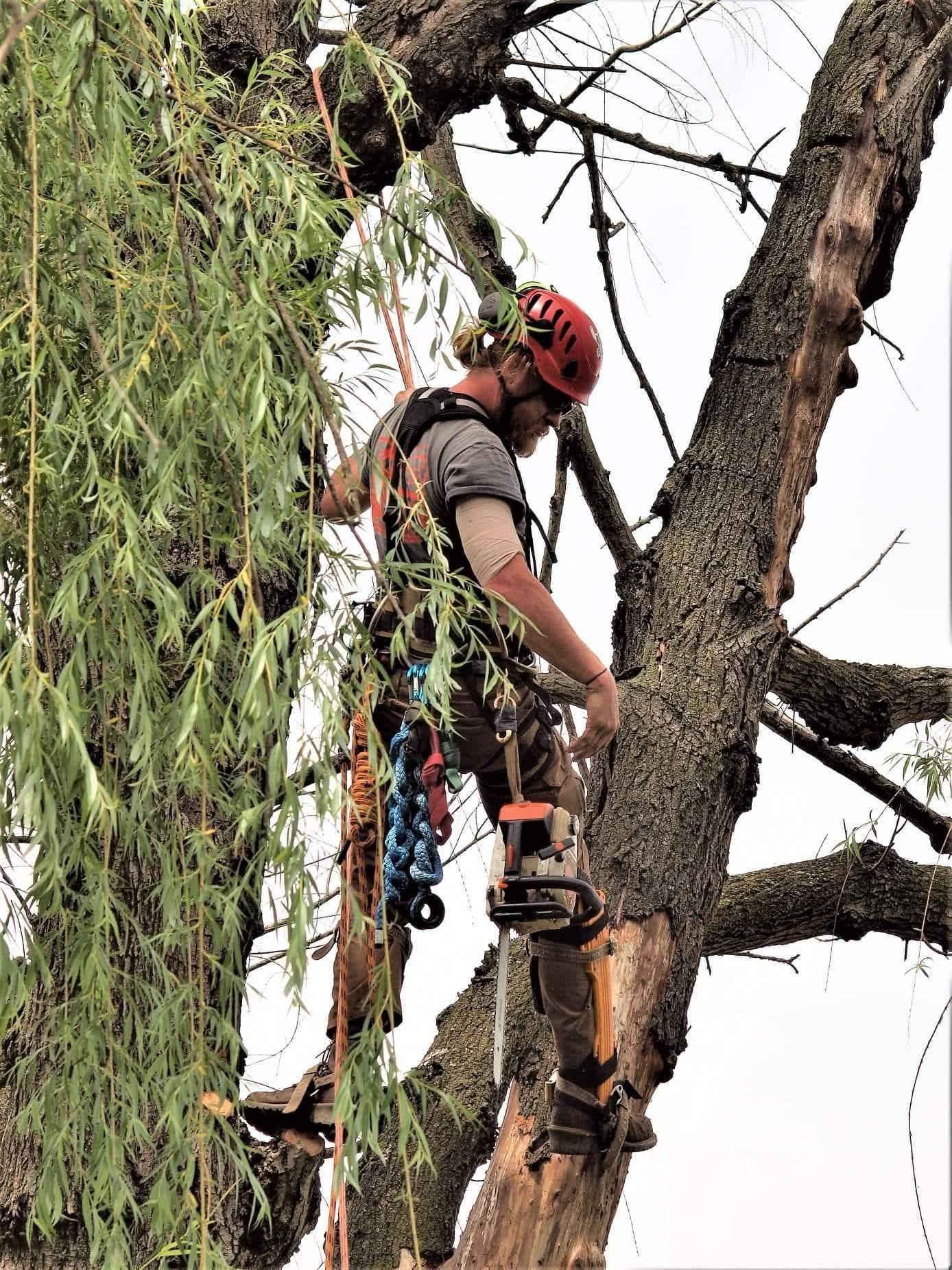 Mike climbing a tree