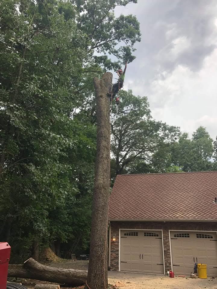 Mike and colleague working in trees